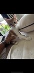 Kattunge