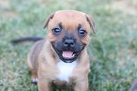 Staffordshire Bullterrier tikvalp