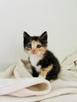 Kattungar 