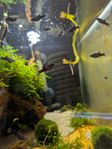 Black Molly (Poecilia latipinna)