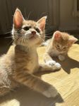 Kattungar Maincoon/Norsk skogskatt/huskatt