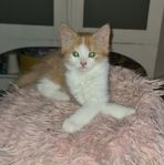 katt pojke