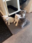 Kattunge, Brittisk korthår, Ragdoll, Blandras, Huskatt