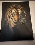 Tigertavla 