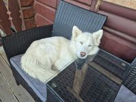 Siberian Husky tik 