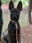 Tikvalp - Holländsk Herdehund/ Belgisk Malinois  