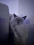 Ragdoll|Siamese som söker ett kärleksfullt hem