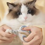 Rostfria Kloklippare för Katt