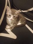 Underbara kattungar