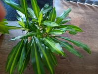 dracena