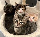 Kattungar leveransklara 9/8