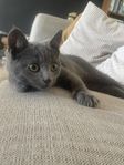 Kattunge