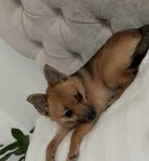 pomeranian Chihuahua