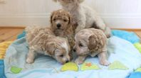 Maltipoo valpar.