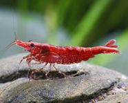 Fire red neocardina räka