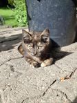 5 kattungar olika färger