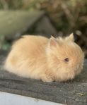 Renrasiga Dvärgteddys