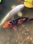Koi