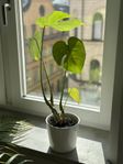 IKEA MONSTERA DELICIOSA - Krukväxt (Potted Plant, 60cm)