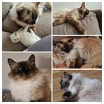 Ragdoll hona - fodervärd sökes