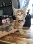 Maincoon kattungar
