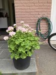 Stor Mårbacka pelargon
