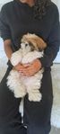 Shih Tzu-valp