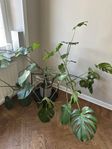 Large monstera plant