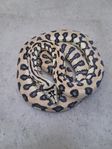 jaguar rutpyton 