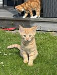 kattunge