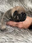 franskbulldog 