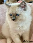 RAGDOLL PG-Fria med Stamtavla 
