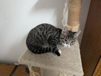 Omplacering 6 månader kattunge, Kille
