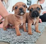 staffordshire bullterrier valpar 