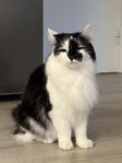 omplacering av katter