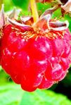 Hallonplantor