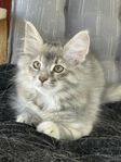 norsk skogkatt unge