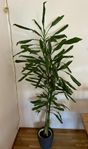 Stor dracaena växt i kruka