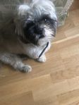 Nalle  1 år sitzy hane. 