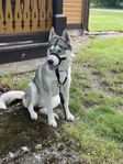 Siberian husky, omplacering