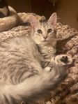 kattungar Skogskatt/ Bengal silvervita
