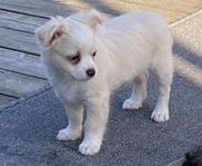 En liten gosegubbe papchi 