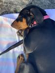 Pinscher- Fina Kiera söker nytt hem