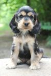 Cocker spaniel valp tik
