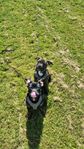 American bully/engelsk staffe mix