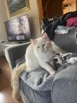Ejnar ragdoll leverans klar