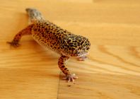 leopardgecko hona - Bandit 0.1