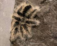 Tliltocatl Albopilosus 