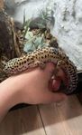 Leopard gecko inklusive terrarie