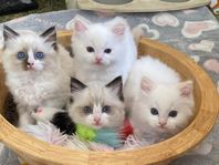 RAGDOLL KATTUNGAR MED STAMTAVLA 